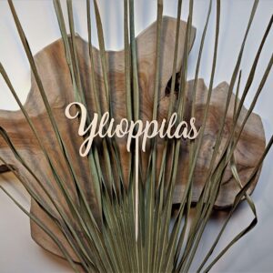 Ylioppilas- kakkukoriste